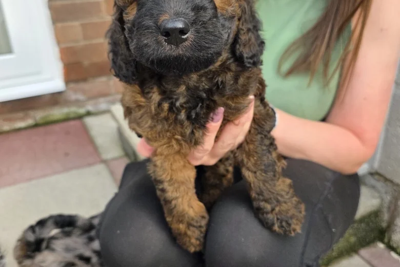 Cockapoo
