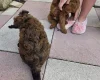 Cockapoo