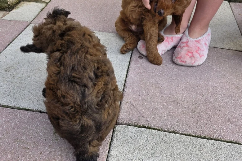Cockapoo