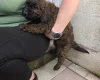 Cockapoo