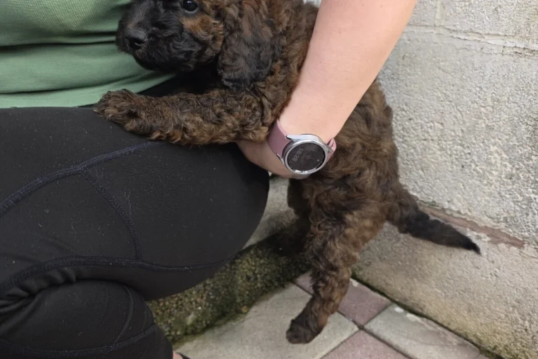 Cockapoo