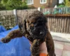 Cockapoo