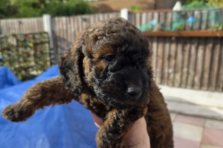 Cockapoo