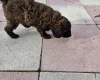 Cockapoo