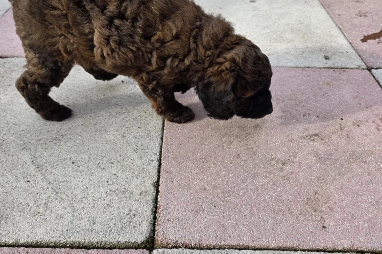Cockapoo
