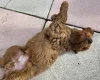 Cockapoo