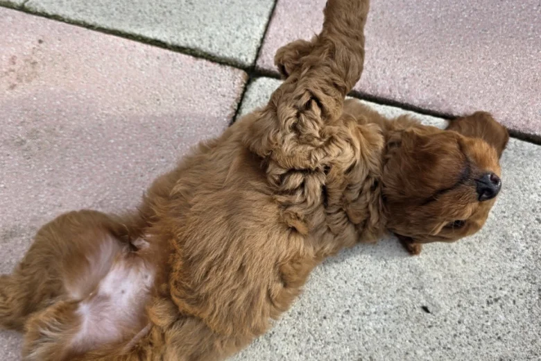 Cockapoo
