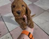 Cockapoo