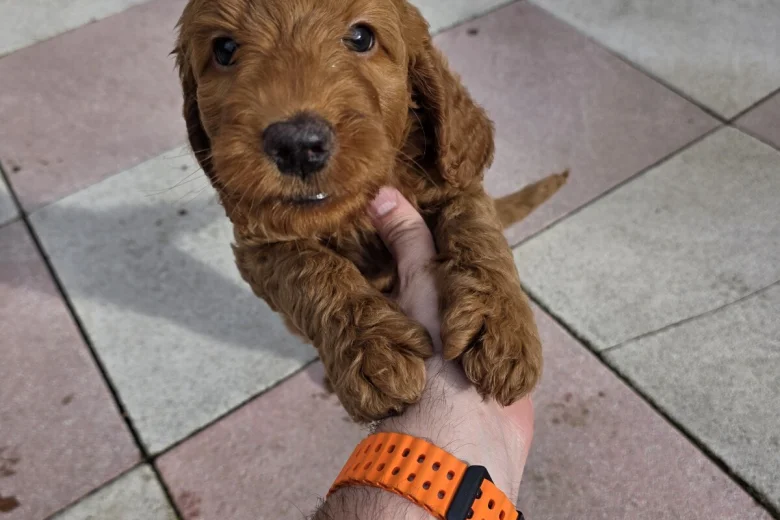 Cockapoo