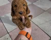 Cockapoo