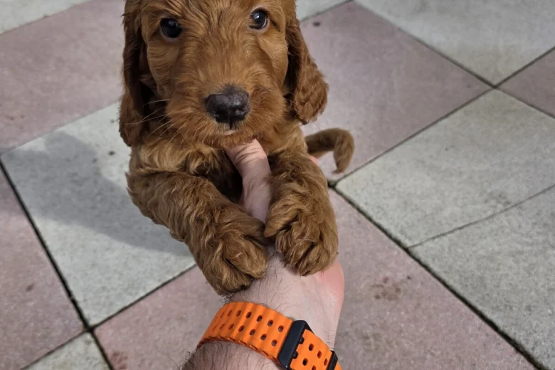 Cockapoo