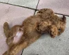 Cockapoo