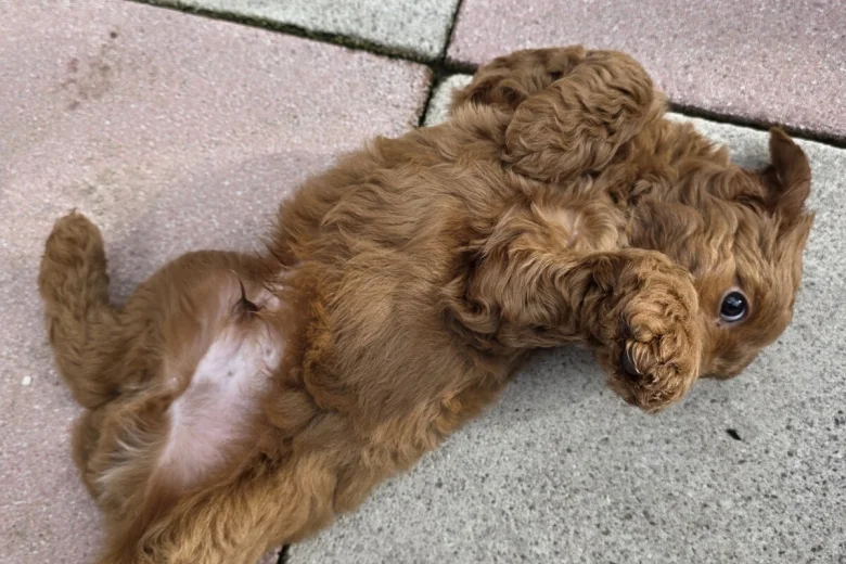 Cockapoo