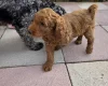 Cockapoo