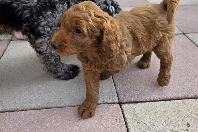 Cockapoo