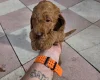 Cockapoo
