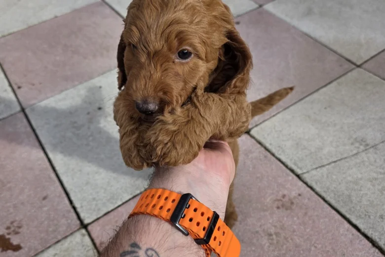 Cockapoo