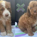 Cockapoo