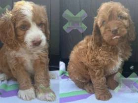 Cockapoo