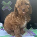 Cockapoo