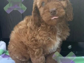 Cockapoo