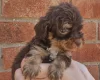 Cockapoo
