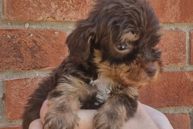Cockapoo