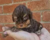 Cockapoo
