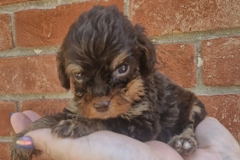 Cockapoo