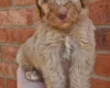 Cockapoo