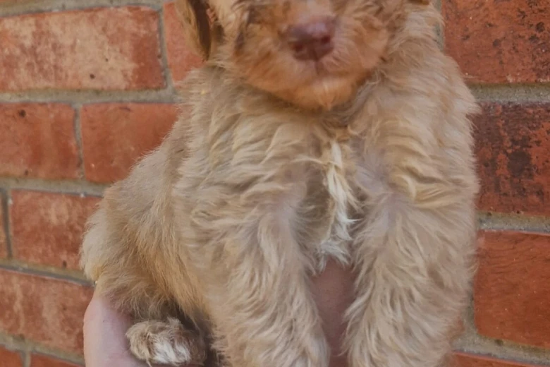 Cockapoo