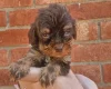 Cockapoo