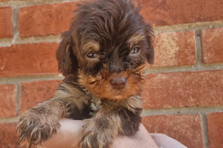 Cockapoo