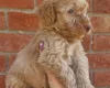 Cockapoo