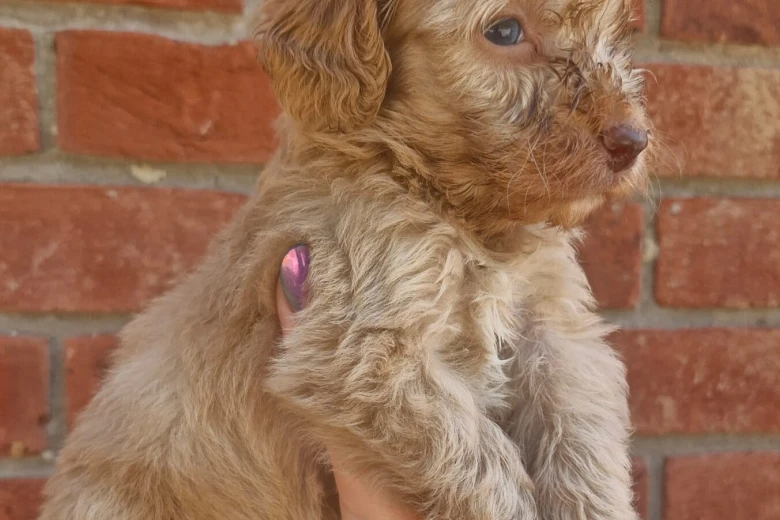 Cockapoo