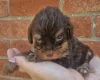 Cockapoo