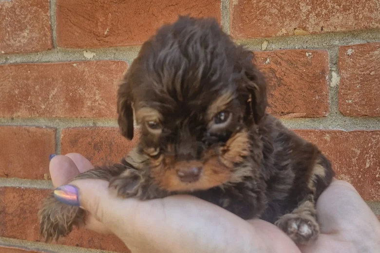 Cockapoo