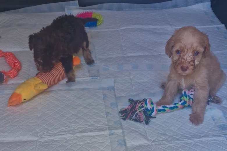 Cockapoo