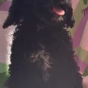 Cockapoo
