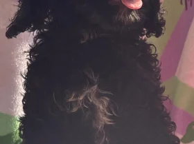 Cockapoo