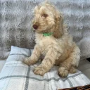 Cockapoo