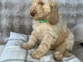Cockapoo