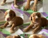 Cockapoo