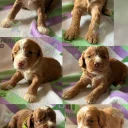 Cockapoo