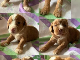Cockapoo