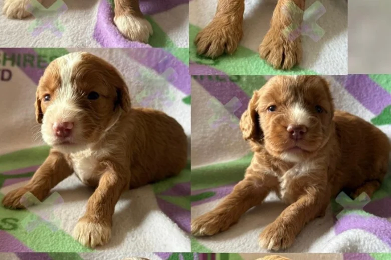 Cockapoo