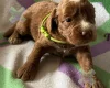 Cockapoo