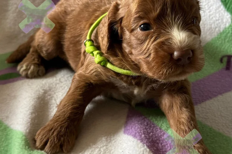 Cockapoo