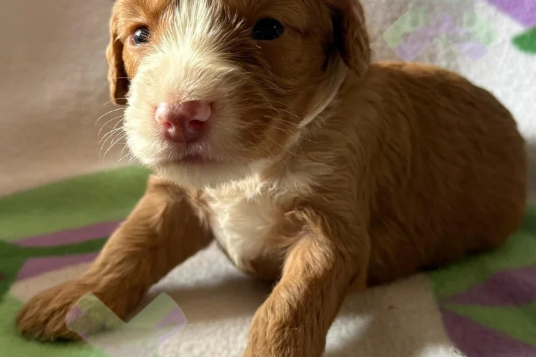 Cockapoo