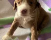 Cockapoo